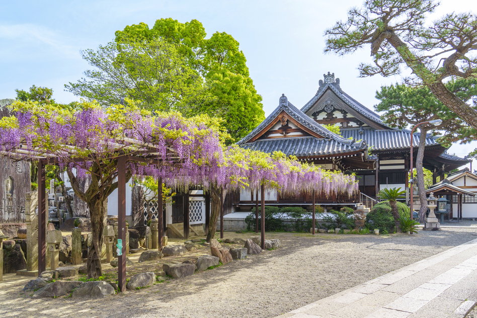 大阪府藤井寺市の害獣駆除に関する公的な相談先